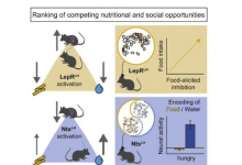 瘦素帮助饥饿的老鼠选择性而不是食物