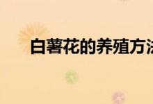 白薯花的养殖方法（白薯花怎么养殖）