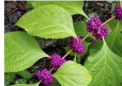Beautyberry 叶提取物恢复药物对抗超级细菌MRSA 的能力