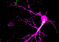 揭示高尔基体如何影响产后早期神经元发育