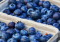 蓝莓中的新化合物可以治疗炎症性疾病