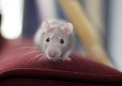 干细胞可以修复小鼠大脑中帕金森病受损的电路