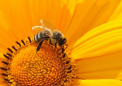 蜜蜂和人类自动学习之间的异同