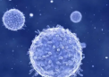 研究加深了对调节性 T 细胞产生治疗益处的了解