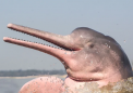人工智能帮助科学家窃听濒临灭绝的粉红海豚