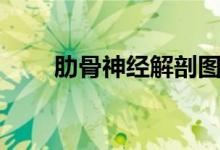 肋骨神经解剖图（十二肋骨解剖图）