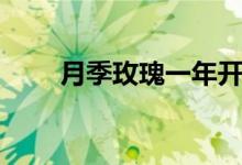 月季玫瑰一年开几次花（月季玫瑰）