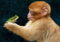 猕猴的脊柱模块可以独立控制前肢力的方向和大小