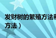 发财树的繁殖方法和养殖技巧（发财树的繁殖方法）