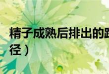 精子成熟后排出的路线（精子产生和排出的路径）