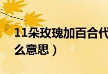 11朵玫瑰加百合代表什么意思（百合代表什么意思）