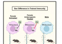 男性和女性免疫系统在应对感染方面的训练方式不同