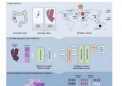 AI 对结直肠癌的预测：离高效精准肿瘤学又近了一步