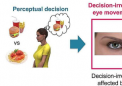 研究发现眼球运动与某些类型的决策之间存在联系