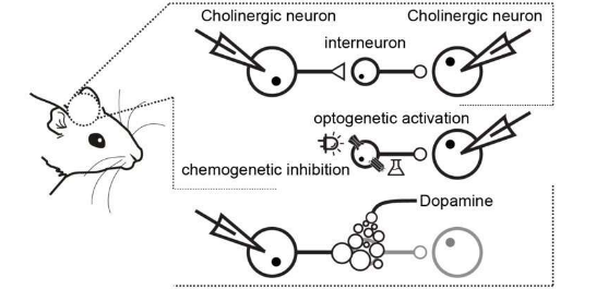 多巴胺调节纹状体神经元活动的同步性