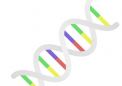 tRNA 片段参与中风后免疫反应