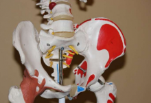 加拿大骨骼健康和骨折预防综合新指南