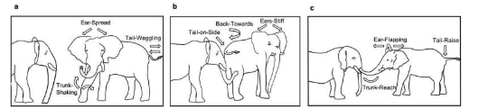 研究报告称 大象在互相打招呼时会使用手势和声音提示