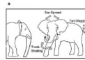 研究报告称 大象在互相打招呼时会使用手势和声音提示