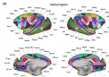 猕猴脑网络图谱：恒河猴的多面大脑图谱