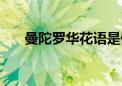 曼陀罗华花语是什么（曼陀罗华花语）