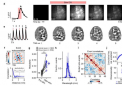 研究小组展示了皮层在神经发育中的自组织能力