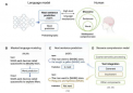 改进人工智能大型语言模型有助于它们更好地与人类大脑活动保持一致