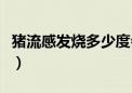 猪流感发烧多少度会死亡（猪流感发烧多少度）