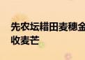 先农坛耤田麦穗金黄飘香 芒种节气市民游客收麦芒