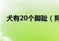 犬有20个脚趾（狗18个脚趾犬20只脚趾）