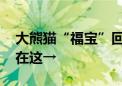 大熊猫“福宝”回家后适应如何 你关心的都在这→