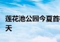 莲花池公园今夏首株并蒂莲绽放！花期只有两天