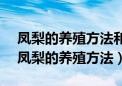 凤梨的养殖方法和注意事项 鸿运当头盆栽（凤梨的养殖方法）