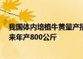 我国体内培植牛黄量产招商 价格80万元每公斤企业预计未来年产800公斤