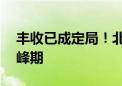 丰收已成定局！北京40万亩小麦进入收获高峰期