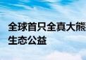 全球首只全真大熊猫入驻QQ浏览器 助力绿色生态公益