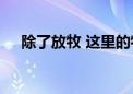 除了放牧 这里的牧民还流行“追”飞船