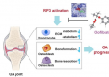 靶向 RIP3 可通过恢复骨软骨单元中的合成代谢-分解代谢平衡来抑制骨关节炎的发展