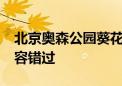 北京奥森公园葵花展开幕 20余种稀有品种不容错过