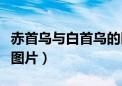 赤首乌与白首乌的区别及图片（赤首乌的样子图片）