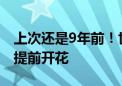 上次还是9年前！世界“干极”阿塔卡马沙漠提前开花