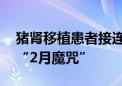 猪肾移植患者接连死亡 谁能打破异种移植的“2月魔咒”