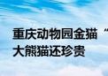 重庆动物园金猫“阿宅”走了：超过15岁 比大熊猫还珍贵