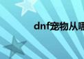 dnf宠物从哪弄（dnf开宠物）