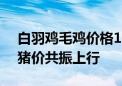 白羽鸡毛鸡价格1月内上涨10% 鸡价有望与猪价共振上行