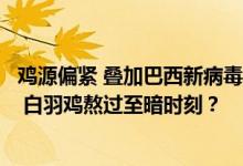 鸡源偏紧 叠加巴西新病毒来袭 毛鸡价格1个月内上涨约10% 白羽鸡熬过至暗时刻？