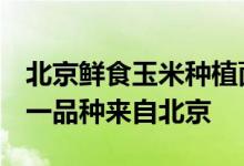 北京鲜食玉米种植面积超6万亩！全国三分之一品种来自北京