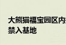 大熊猫福宝园区内掉入折叠凳 涉事女子终身禁入基地