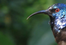 科学家们弄清楚了为什么热带地区有这么多色彩鲜艳的鸟类