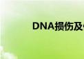 DNA损伤及修复机制谜团解开